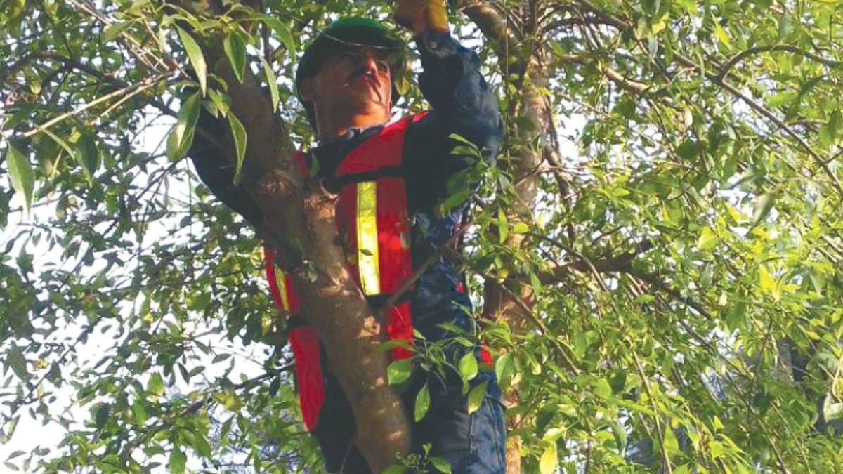 Muérdago, plaga letal, se reproduce sin freno