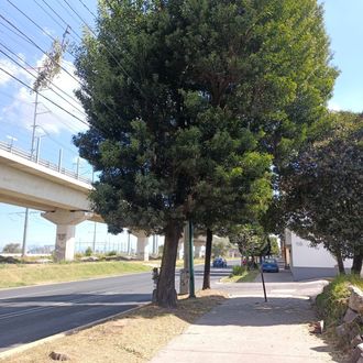 mantenimiento a áreas verdes sobre Torres