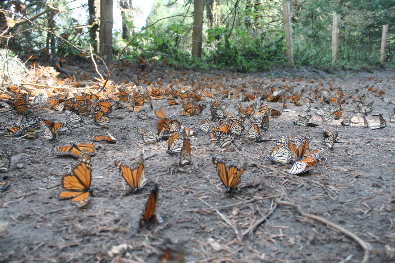 Tala de arboles pone en riesgo a mariposas monarca en bosques de Atlautla