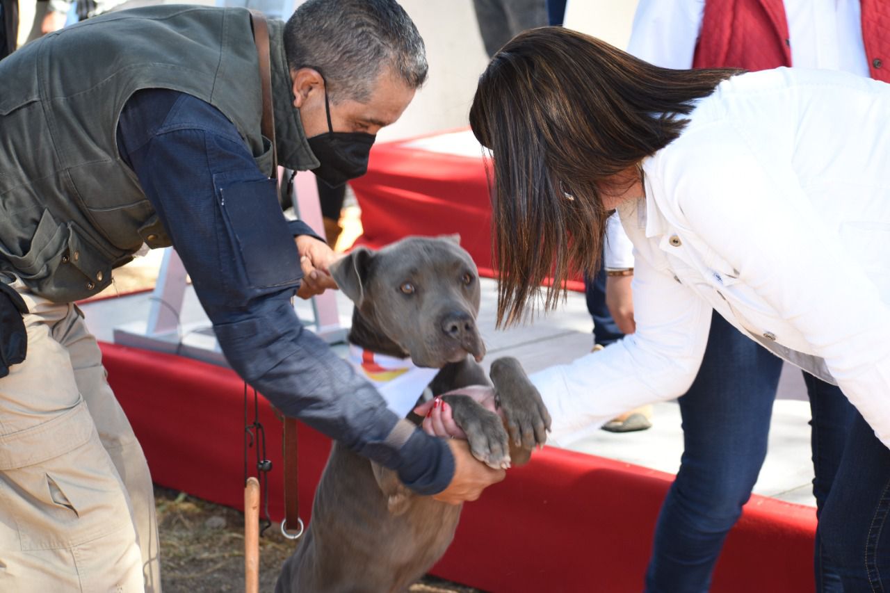 perritos maltratados en Coacalco