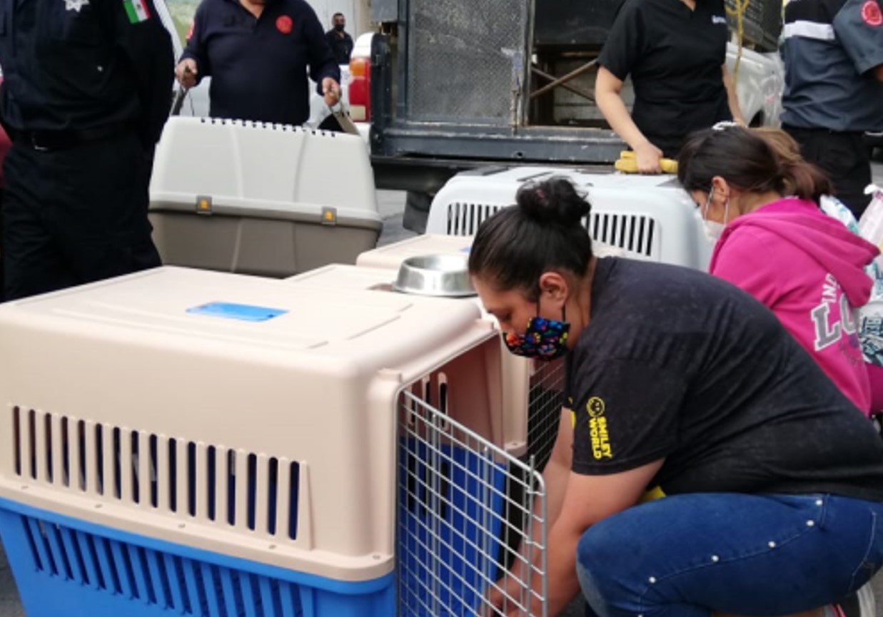 perros y gatos abandonados en Chimalhuacán