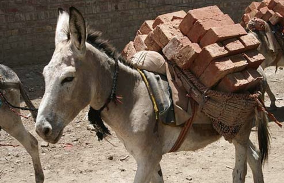 El burro, un animal en peligro de extinción