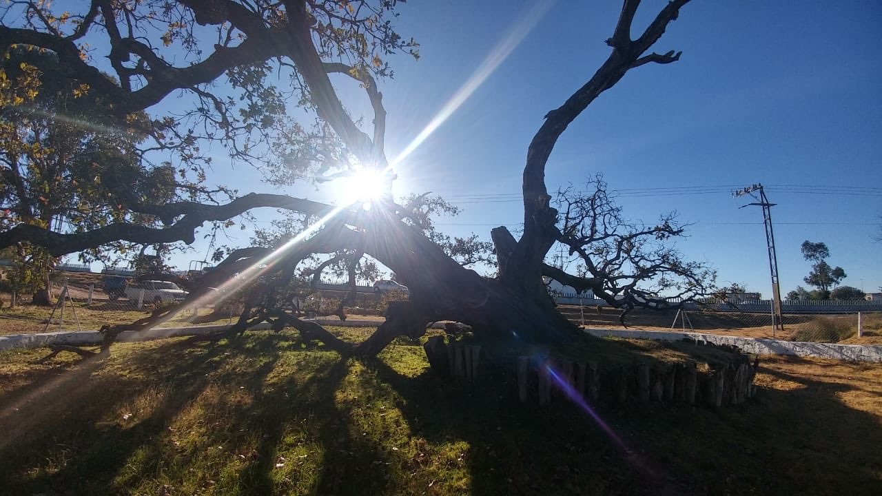 el árbol de Aculco