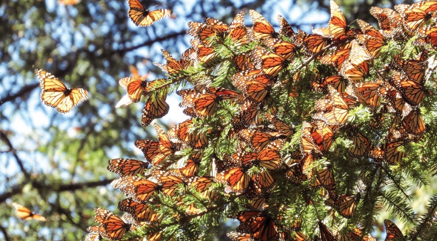 mariposa monarca