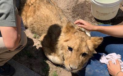 Suman 20 animales silvestres rescatados en Ecatepec, en lo que va del 2022