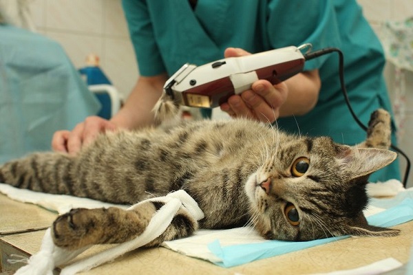 cuidados para una mascota esterilizada