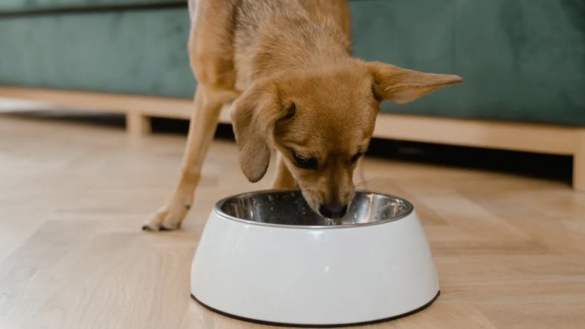 Mala limpieza de trastes de mascotas ocasionarían daños a su salud