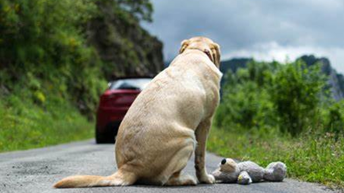 Sanción de hasta dos años de cárcel a quien abandone mascotas