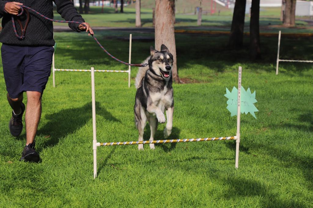 (Video) Perros rescatados de maltrato participan en exhibición de saltos y caminata, en Tecámac