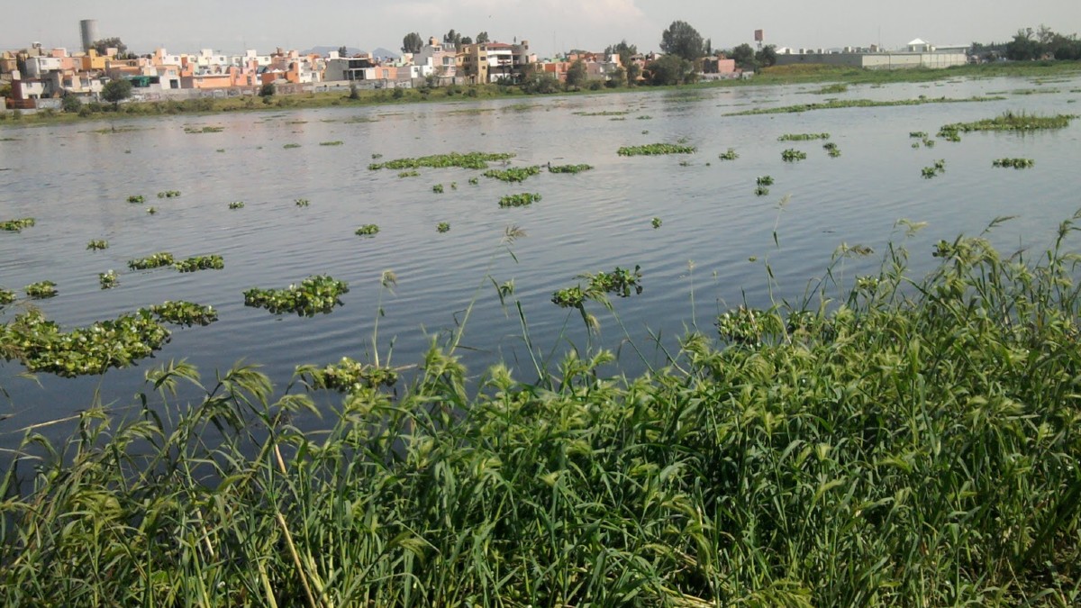 Hallan peces muertos en Laguna Axotlán por la contaminación de drenajes