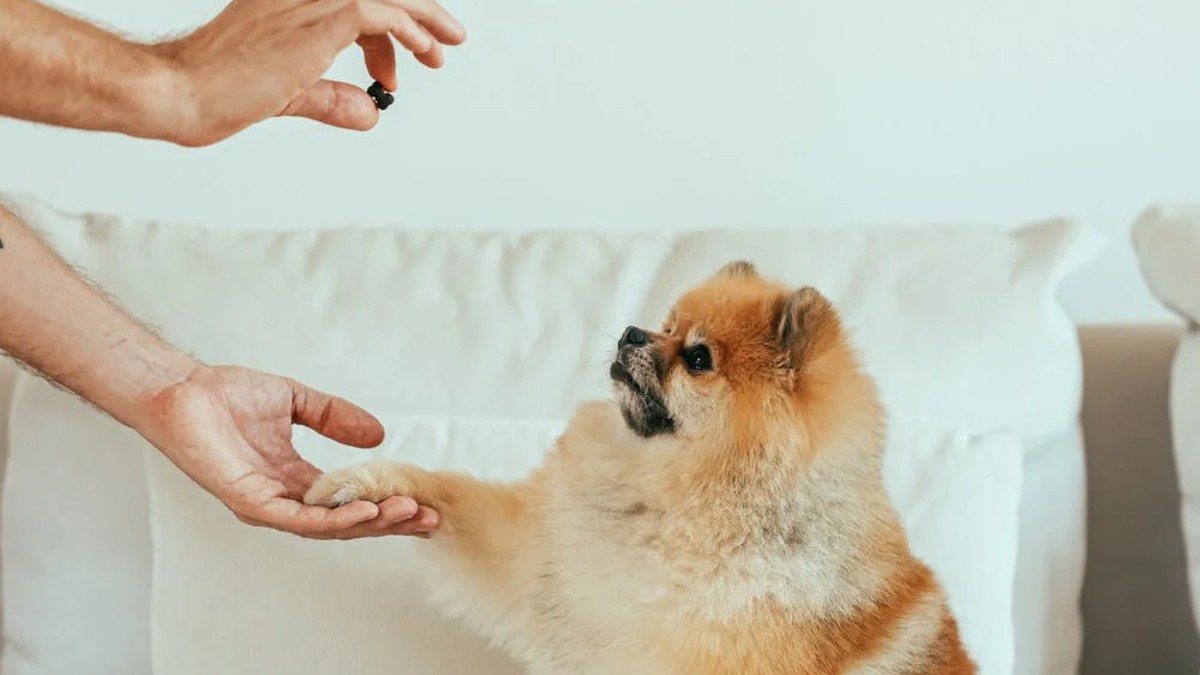 Cinco trucos para adiestrar a tu perro en casa