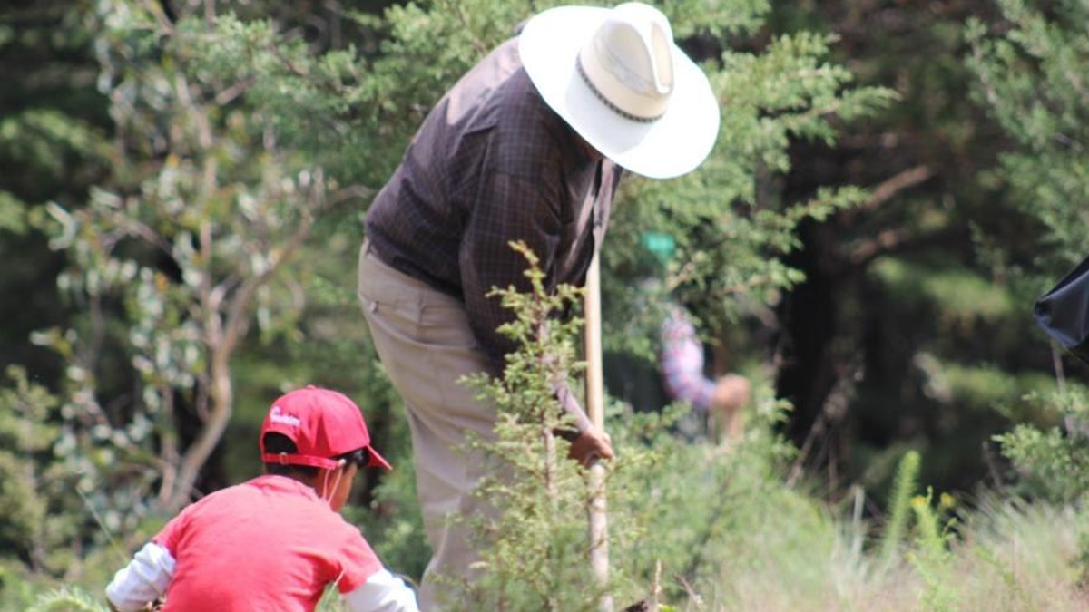 15 millones de árboles en Edomex serán plantados durante el 2022