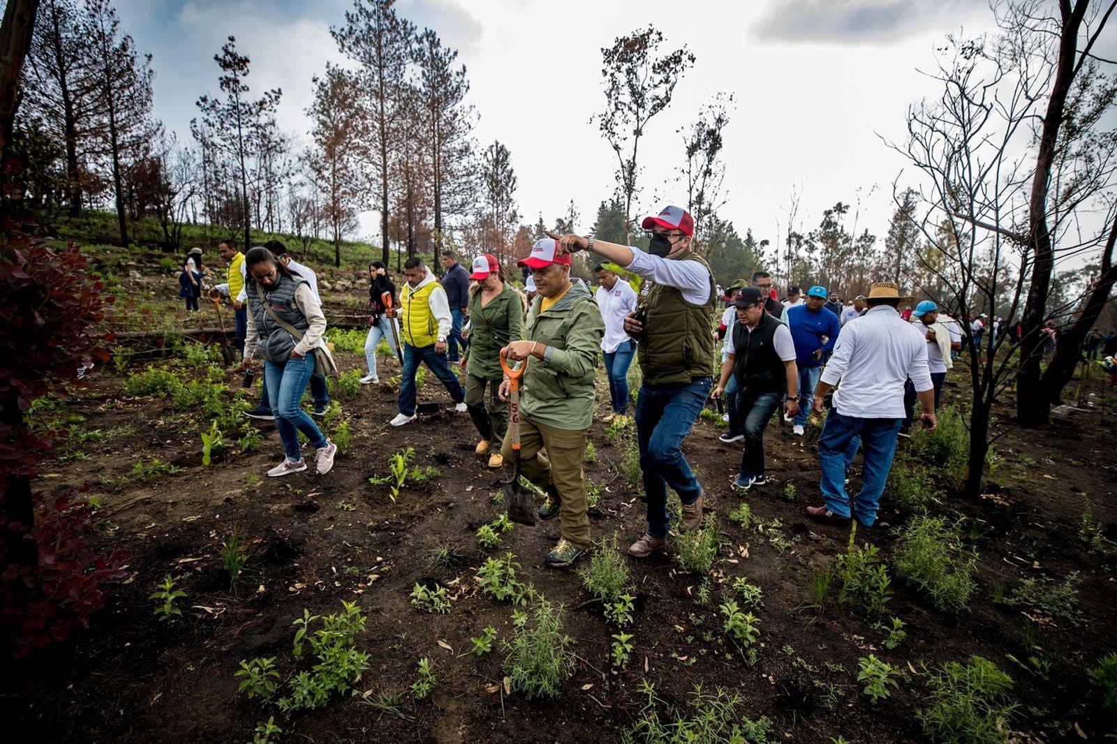 Parajes incendiados de la Sierra de Guadalupe son reforestados con 2 mil árboles