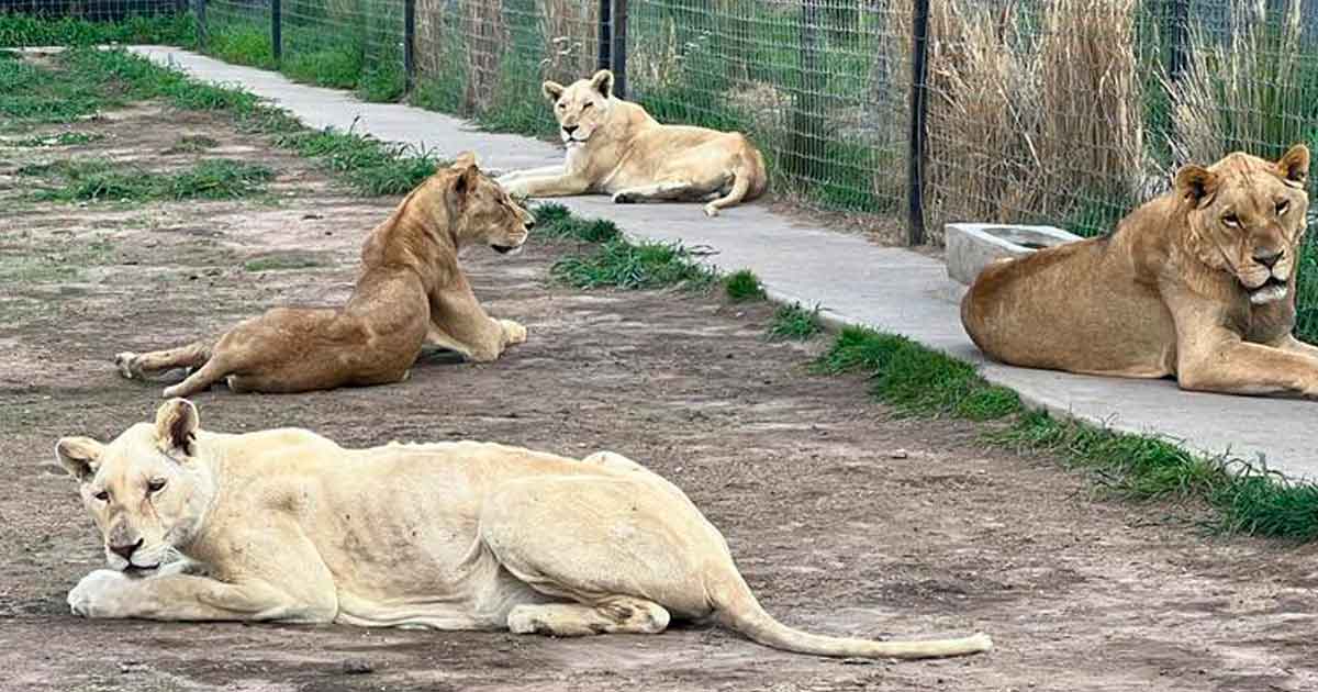 Felinos del predio del Ajusco