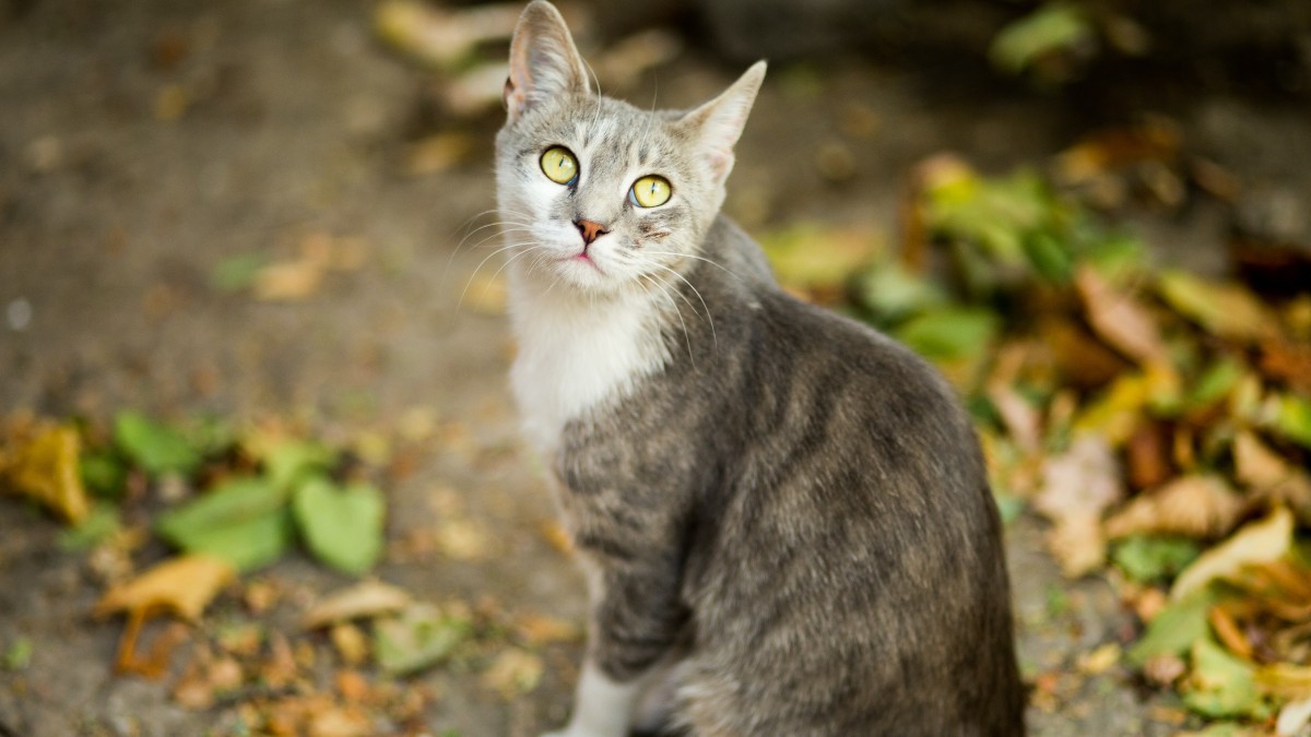 ¿Tus gatos te ignoran? Te decimos la razón