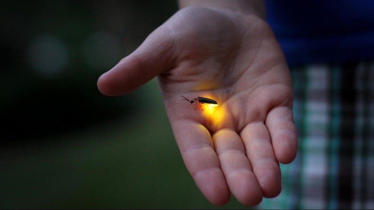 Cuidarán a la luciérnaga tras descubrimiento de dos nuevas especies