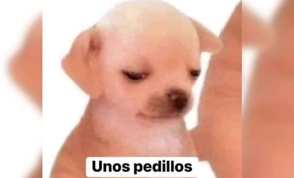 memes de perritos