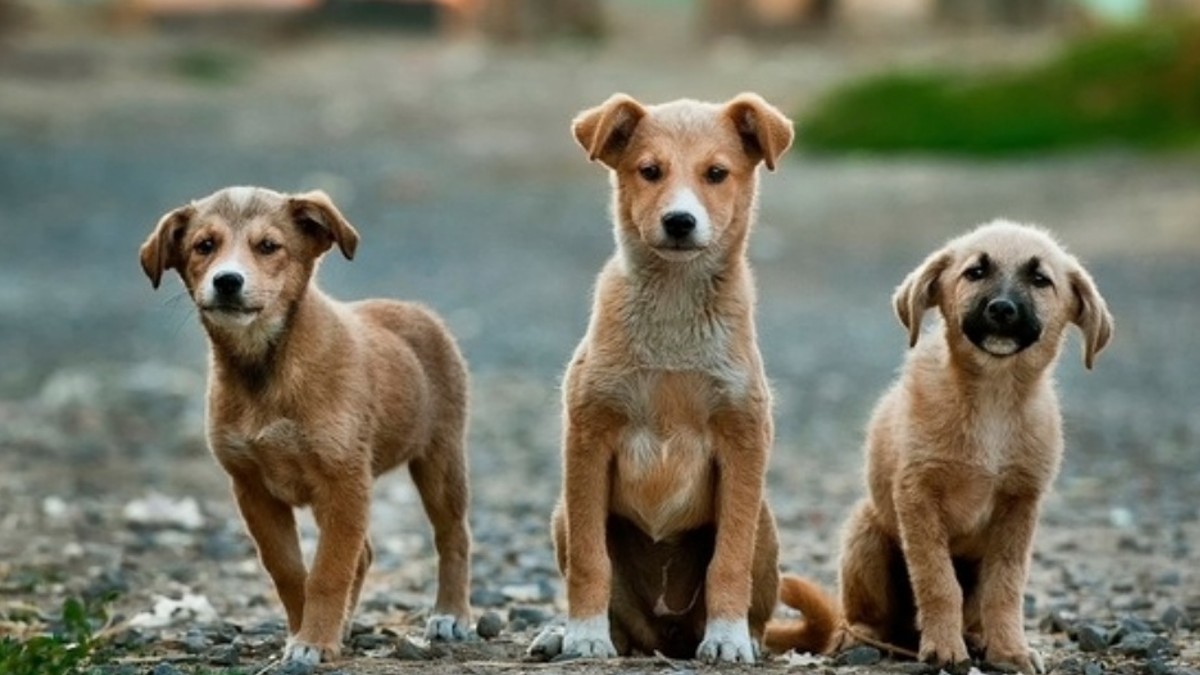 En Edomex, 7 de cada 10 perros viven en situación de calle