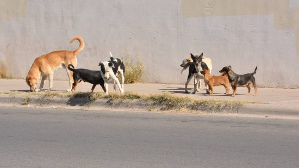 Hallan presunto criadero de perros para consumo humano en Neza