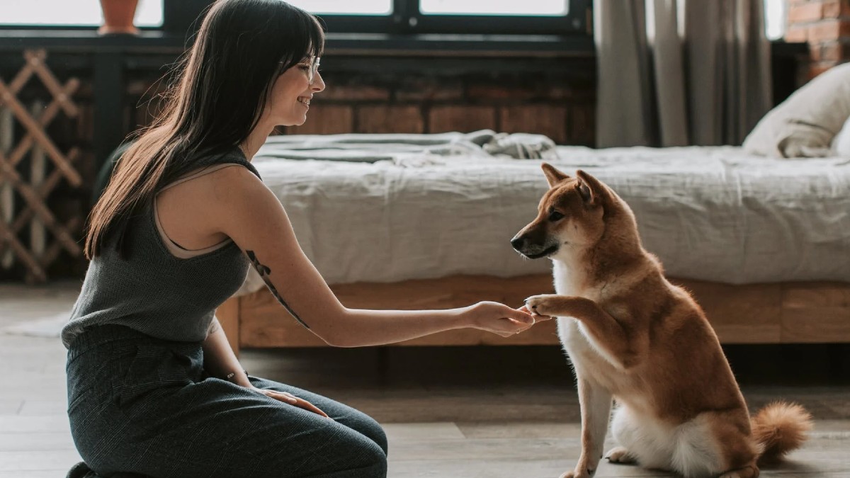 Mi perro no me hace caso ¿Qué hago?