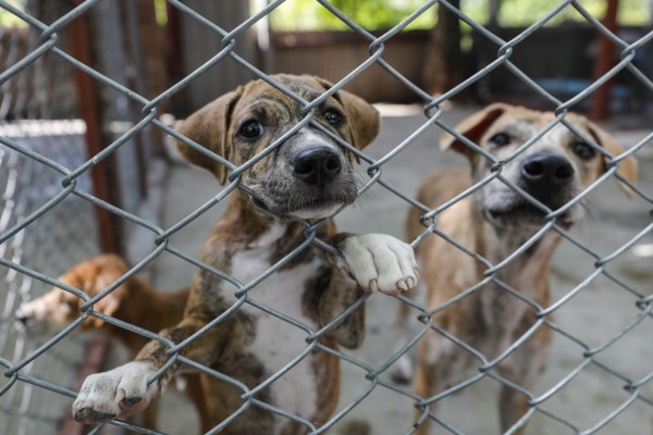 medidas de protección y bienestar animal