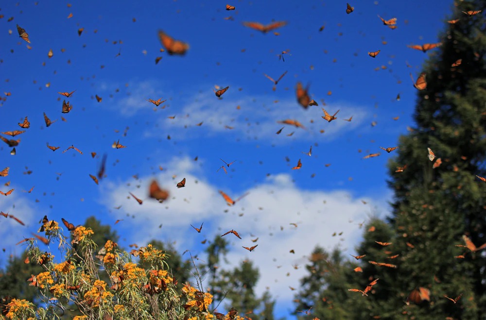 Santuarios de la Mariposa Monarca