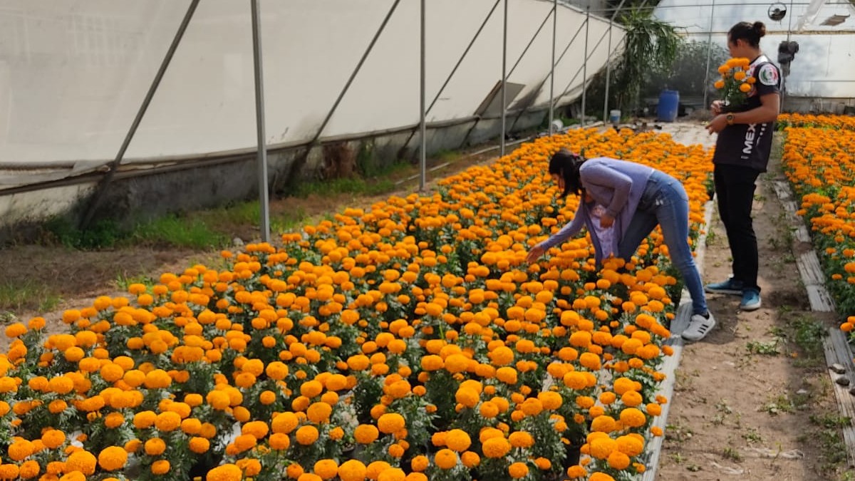 Este año subió siete veces la producción de cempasúchil en la CDMX