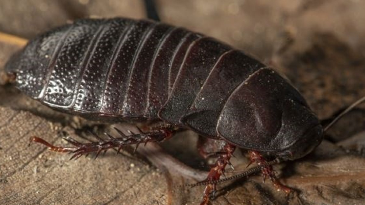 Hallan en Australia cucaracha carnívora que se creía extinta desde 1930