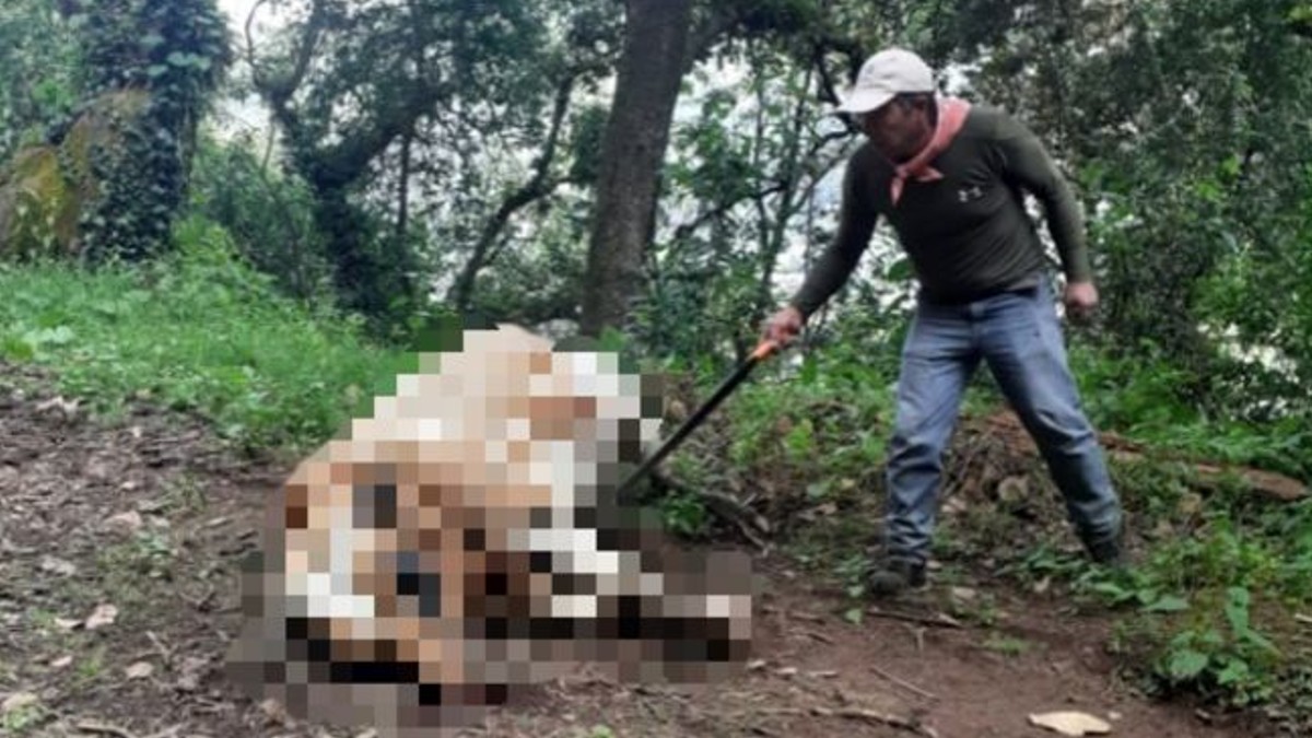 Toro ataca a trabajador de una plantación en Tlalmanalco