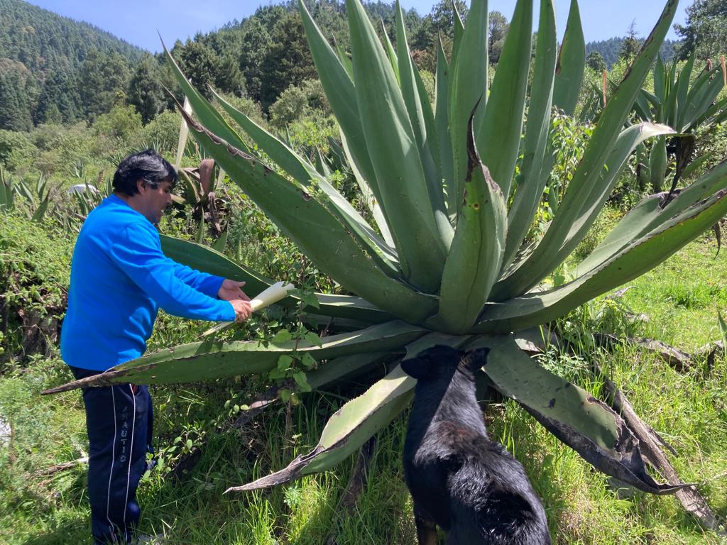 Don Armando sale a raspar los magueyes todos los días