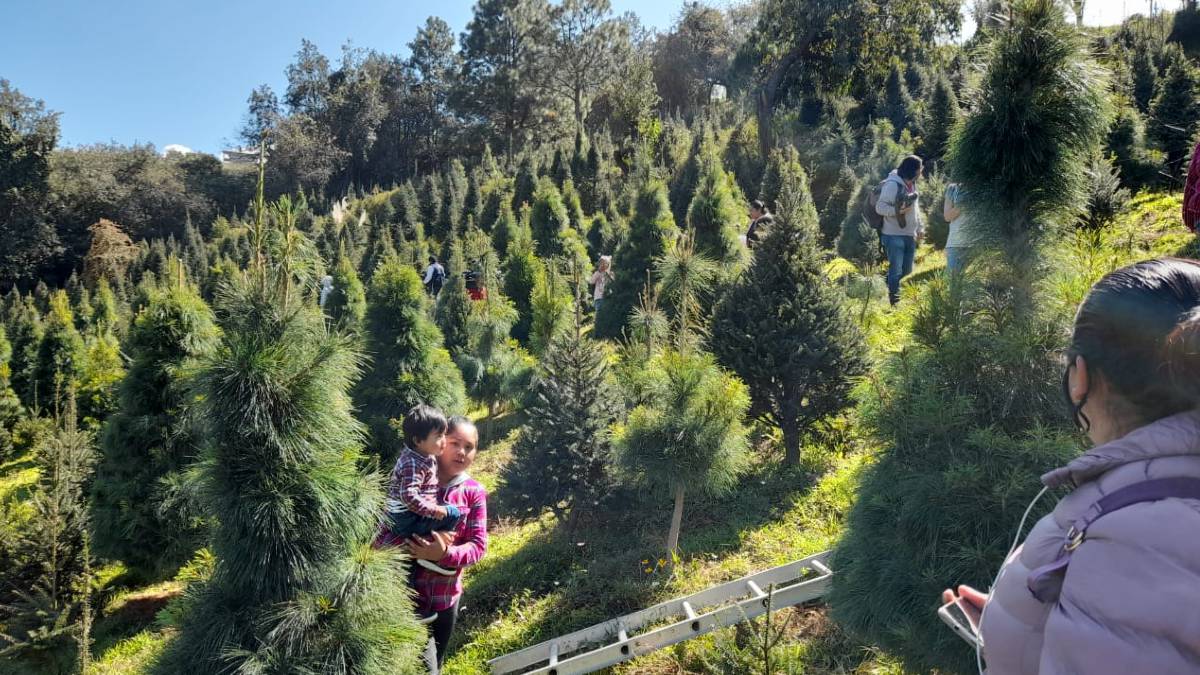 Productores locales mantendrán a la baja costo de pinos de navidad