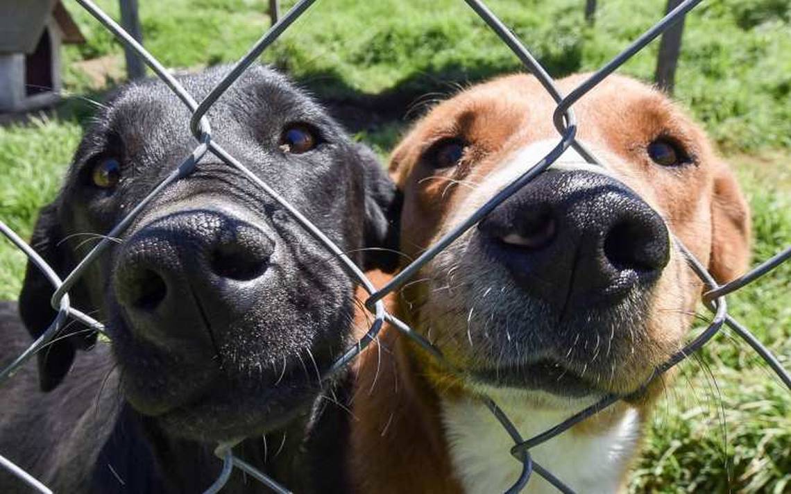 Los perritos de Santa Lucía