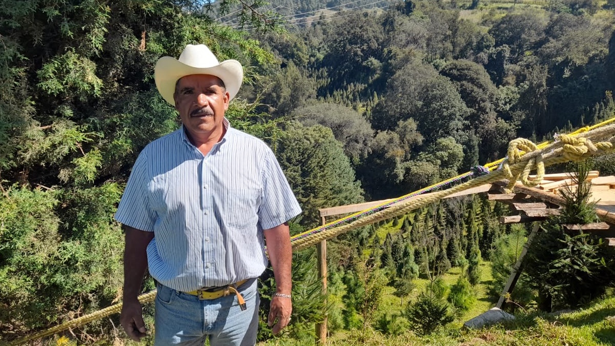 Siembra de pinos navideños en Santiago Tejocotillos, una tradición de casi 40 años