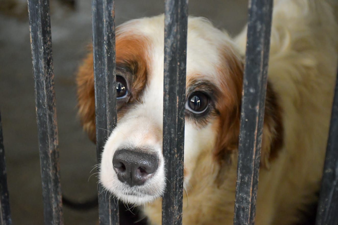 Buscan hogar para perros rescatados en Nezahualcóyotl