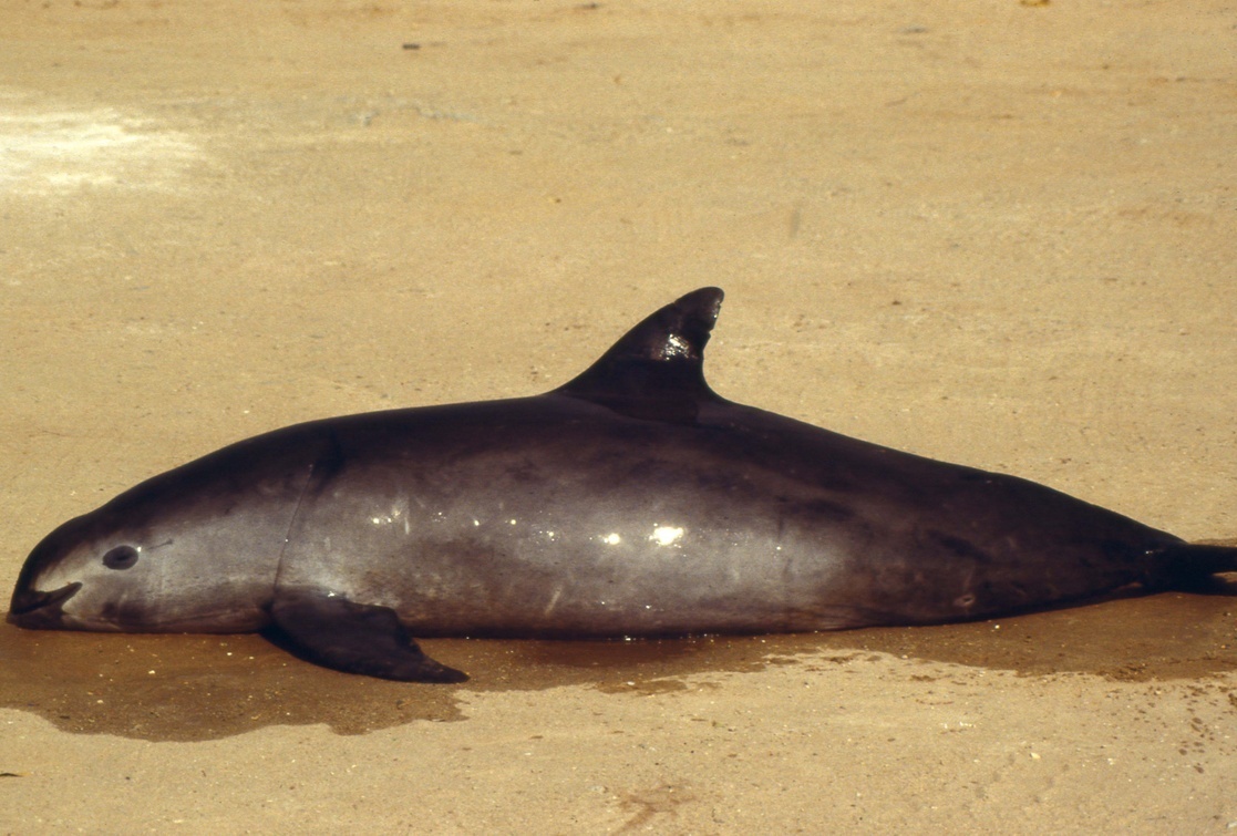 salvar a la vaquita marina