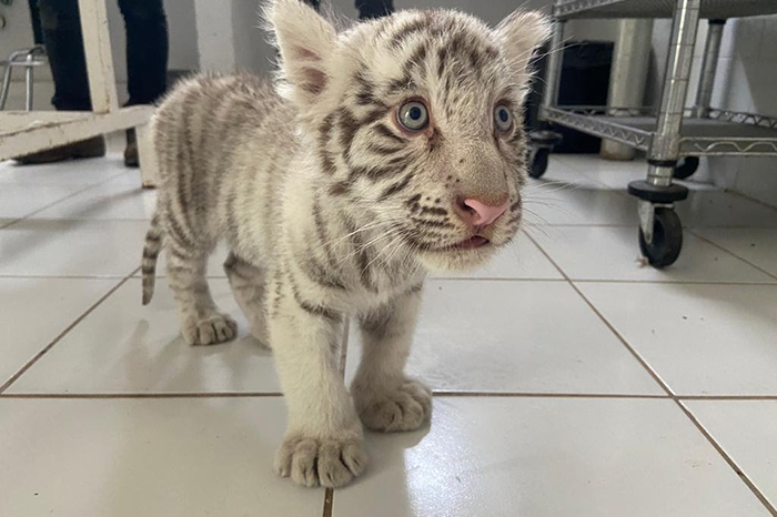 Animales en peligro de extinción son vendidos en tianguis de Chalco