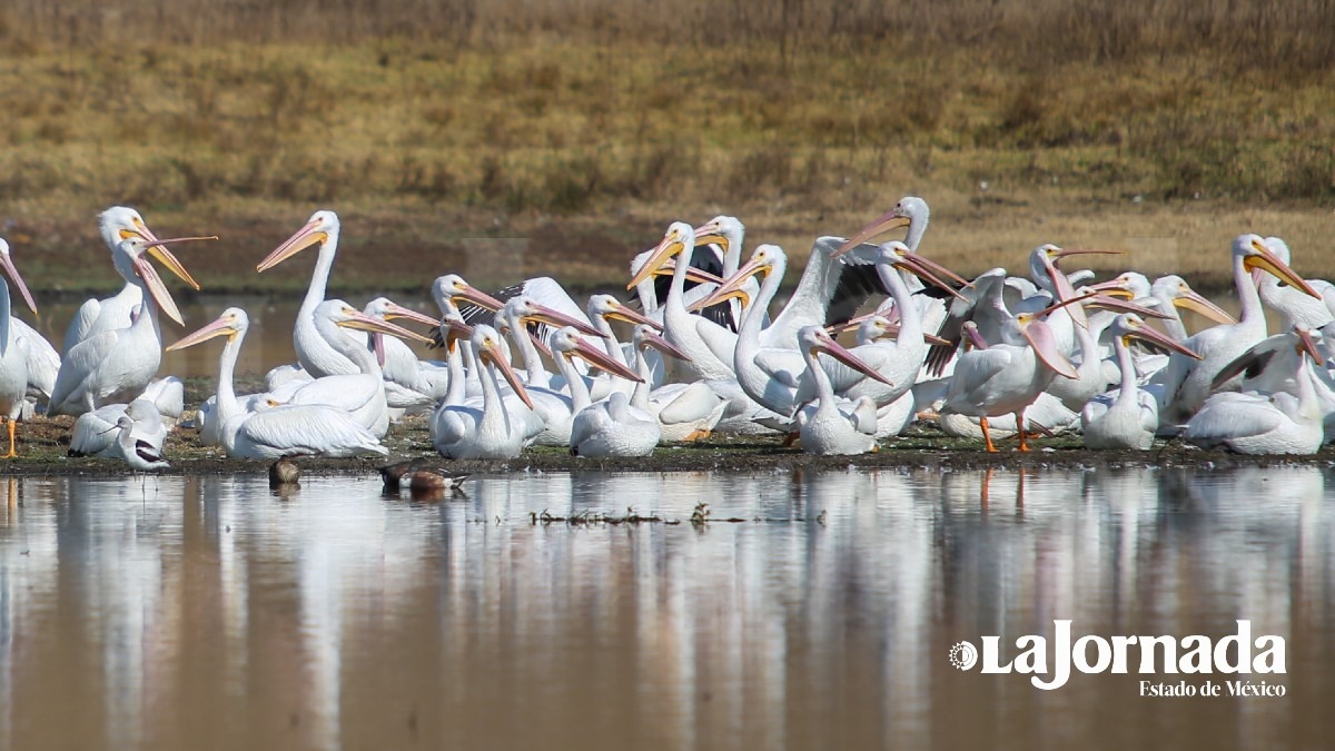 pelicanos-americanos-en-toluca-lajornadaestadodemexico