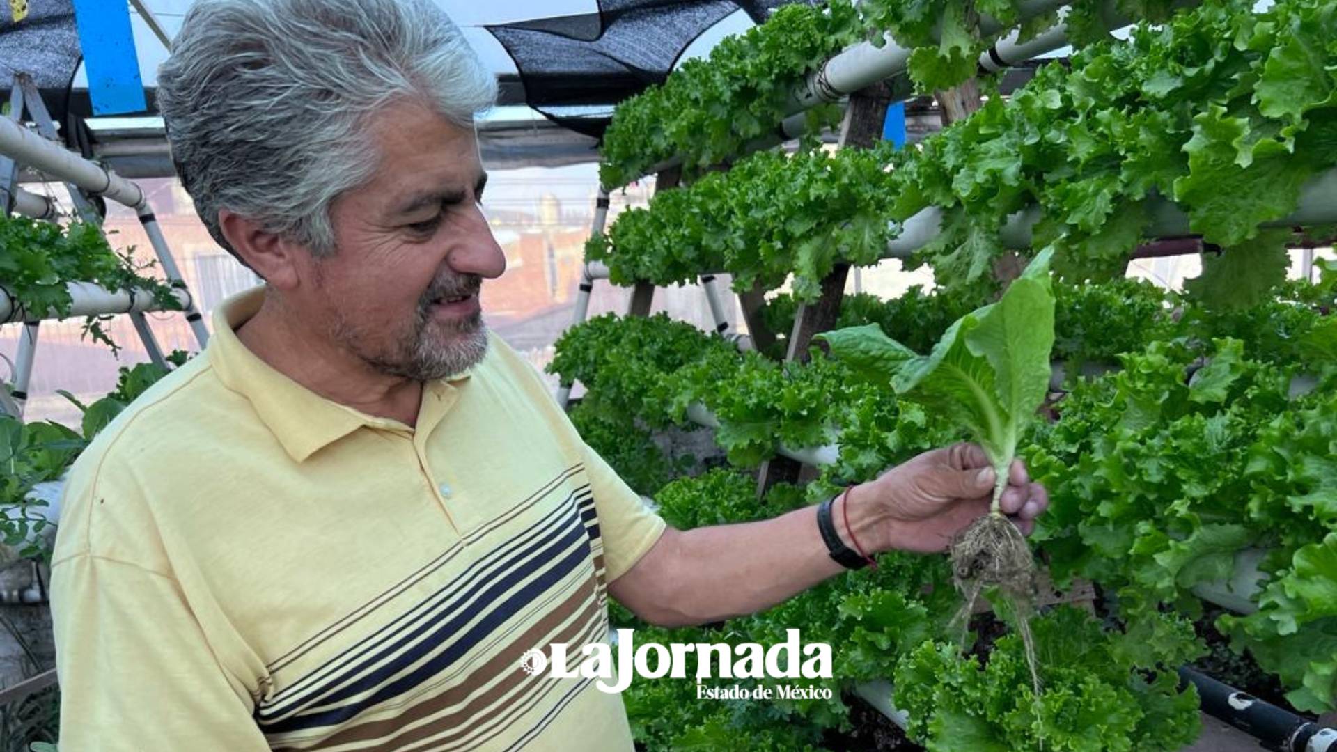 Huertos urbanos, un respiro al medio ambiente 