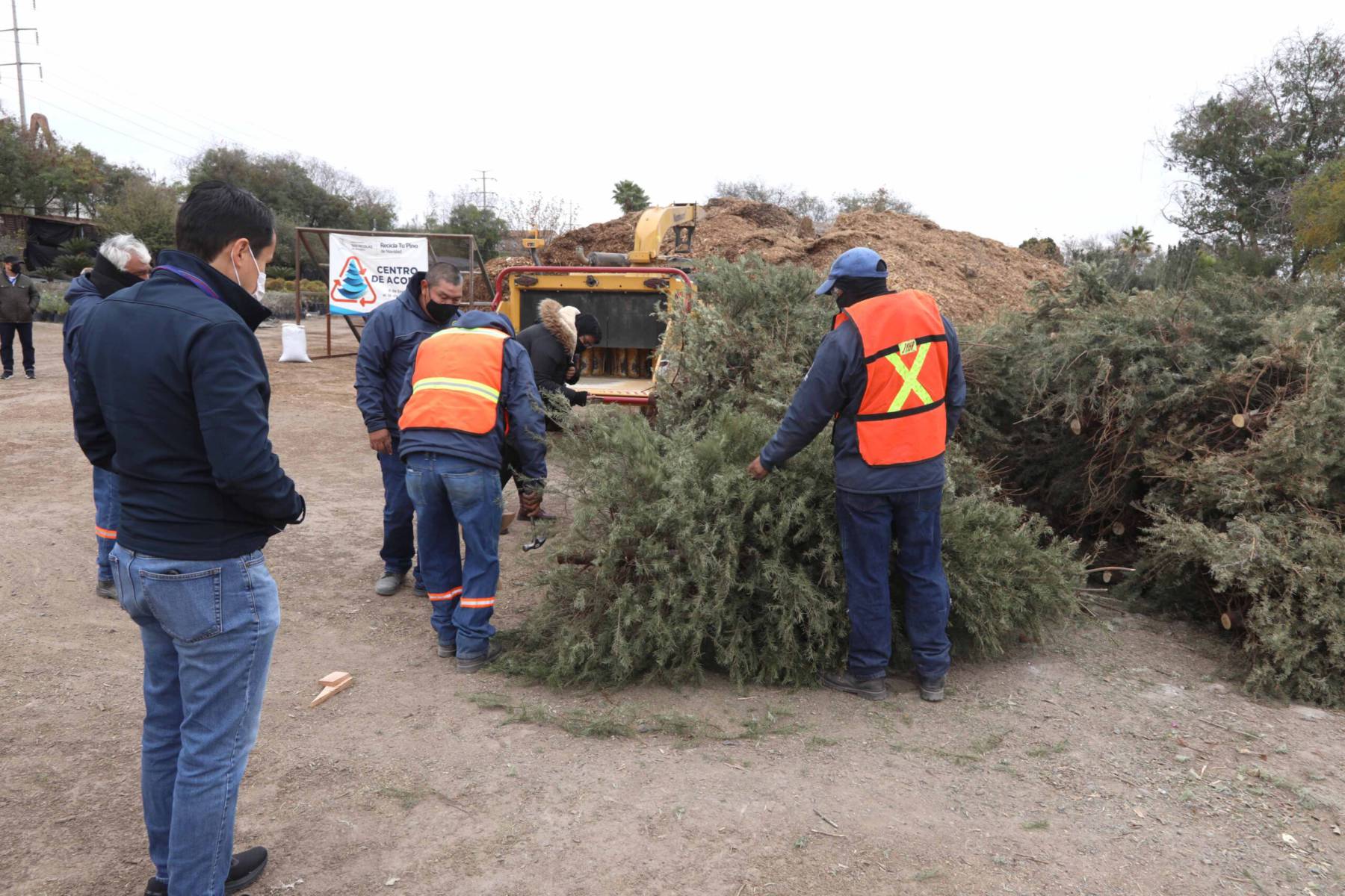 Árboles navideños se convertirán en madera para artesanías en Toluca