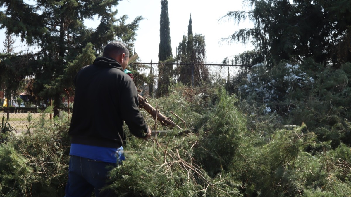 Composta de árboles de Navidad le dará vida a la Sierra de Guadalupe