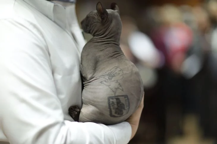 ¿Recuerdas al gato tatuado? Lo darán en adopción