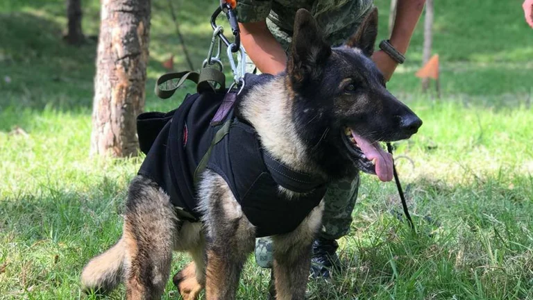 Esta es la razón por la que Proteo falleció en Turquía