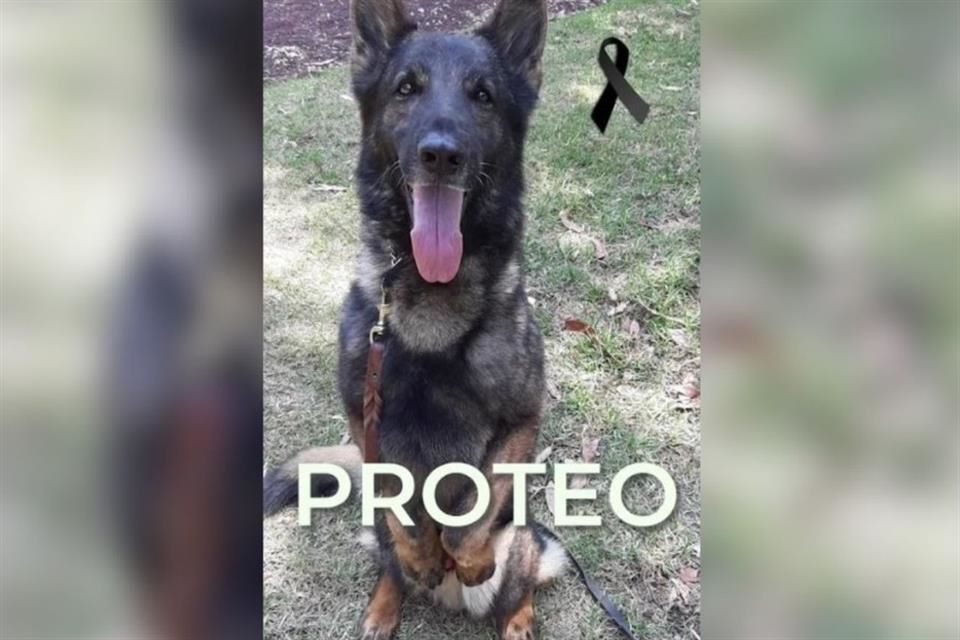 Fallece Proteo, perrito rescatista en Turquía (Video)