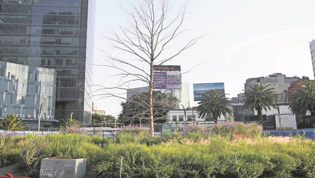 ¡Adiós al ahuehuete en Reforma!, será remplazado por otro árbol igual