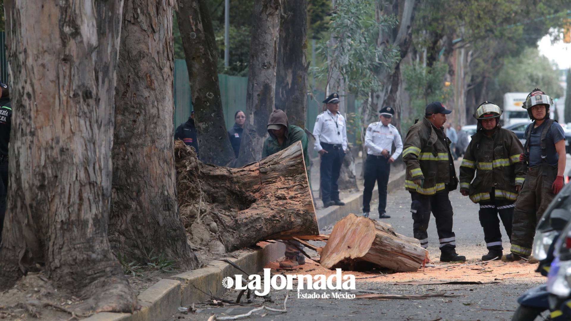 Cae árbol en el parque Urawa Toluca