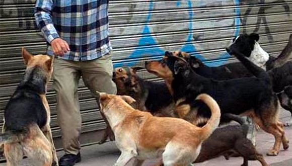 Jauría de perros ataca a gente en Atlautla