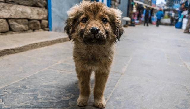 San Mateo Atenco trabaja en el control poblacional de perros y gatos callejeros