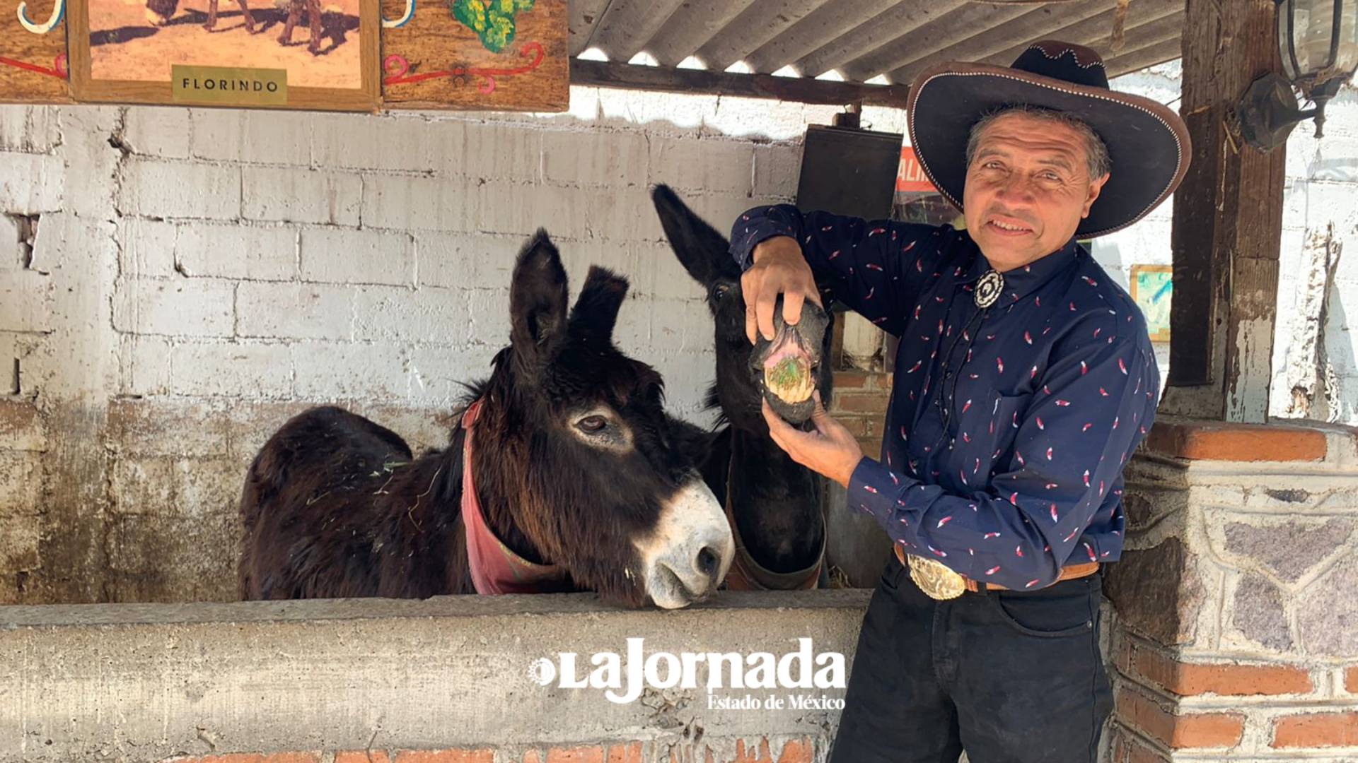 Burrolandia, el hogar de 87 burros en Otumba