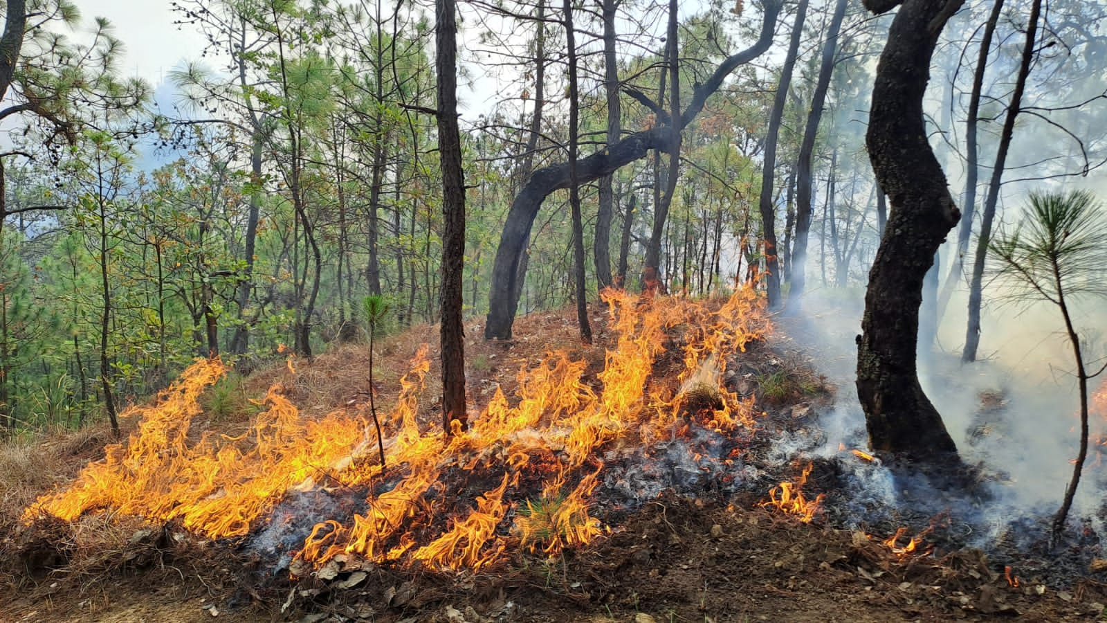 Controlan incendio en San Simón Guerrero