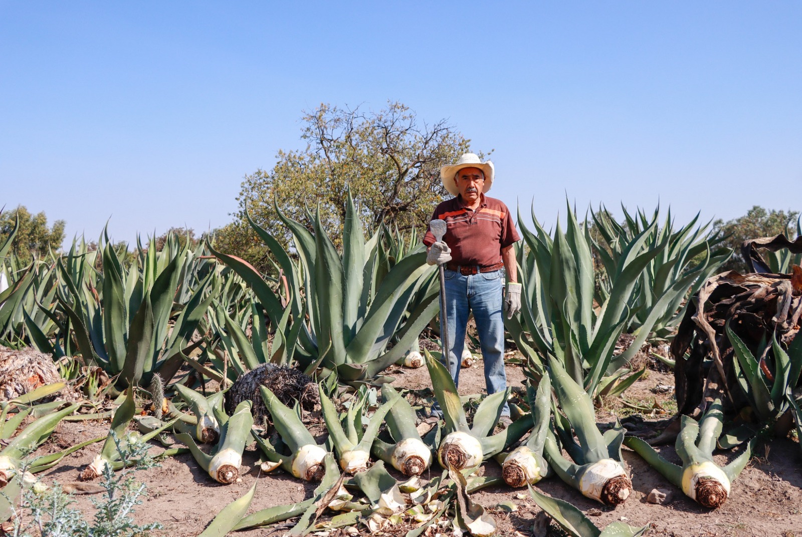 Maguey pulquero, ícono cultural